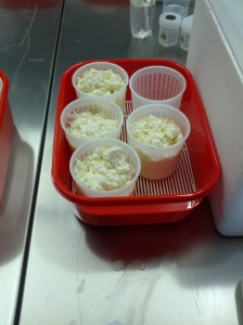 Draining  the curds